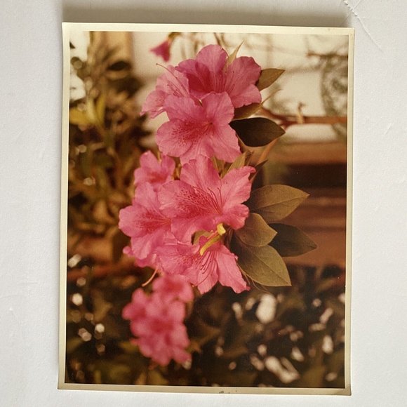 c1970 Original Pink Azalea Steven Willhite Glen Ellen IL Color Photograph - Picture 2 of 6